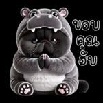 แมวดำ ฮิปโปแคระ