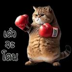 แมวถังแกสอ้วนตุ้บ 03
