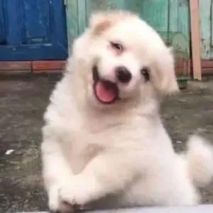 2vmpups