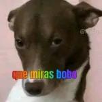 que miras bobo