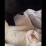 Video Cats