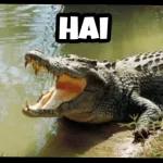 Hai
