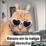 veris