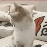 OK