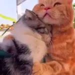 Funny Animals Gif