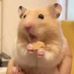 Hamsters