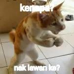 kucing