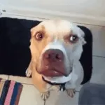 sandra