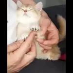 Video Cats