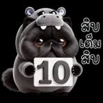 แมวดำ ฮิปโปแคระ