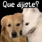 potaxuee