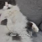 مضحك