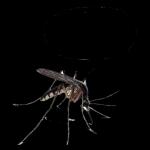 Ek tel
die dae
af om
You te
sien