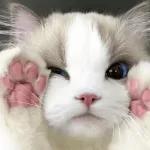 kucing ngambek 