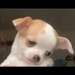 perritos