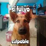 favorito 