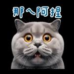 起肖貓貓★台語卡唬爛!
