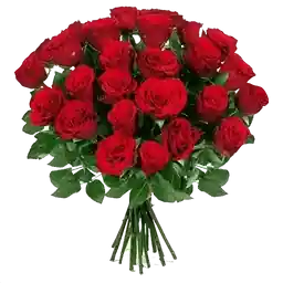 Rosas e rosas🌹🌹🌹🌹