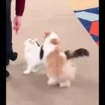 Video Cats