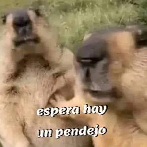 yFRsQU