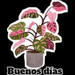 variado* Eris