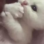 Video Cats