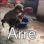 Arre