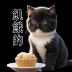 超可愛的黑白貓