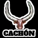 CACHON 