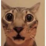 gatos sin contexto 🙀