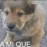 meme