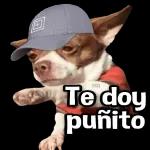 perrito