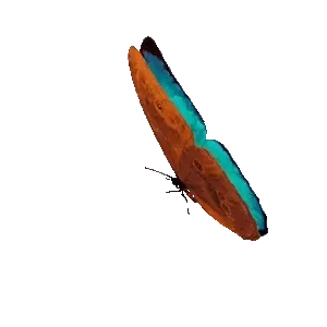 ccfek8c