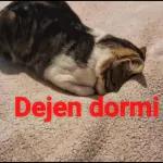 tengo