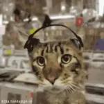 Videocats