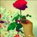 شكرا
يبارك فيك