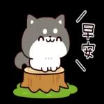 问问题： 柴犬的回答