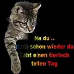Moin Moin
