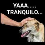 1000 1000 PESOS Vales.... 000 1000 MOOON BANCO DE MÉXICO DI6543210 1000 Mil Pesos DI6543210 SHAPS