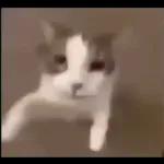 Videocats