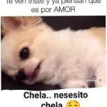 chela 