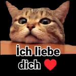 Katzen