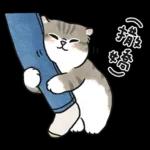 愛撒嬌的奶油小生 (虎斑貓)