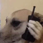 Aquí van los memes del día😹