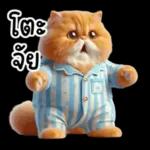 แมวขี้โมโหในชุดนอนสีอ่อน