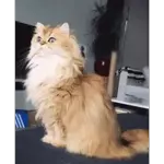 Vota_MAU