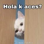 gatitos 