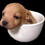 Porqué no me contestas