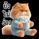 แมวขี้โมโหในชุดนอนสีอ่อน