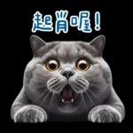 起肖貓貓★台語卡唬爛!